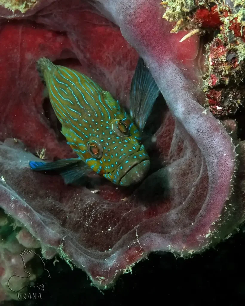a green grouper with cyan spots and stripes looks up from resting inside a purple barrel sponge
