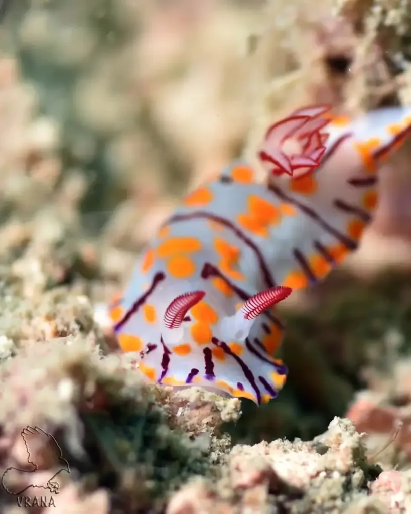 a closeup of a colourful nudibranch on sand, mostly white with orange spots and thin red stripes