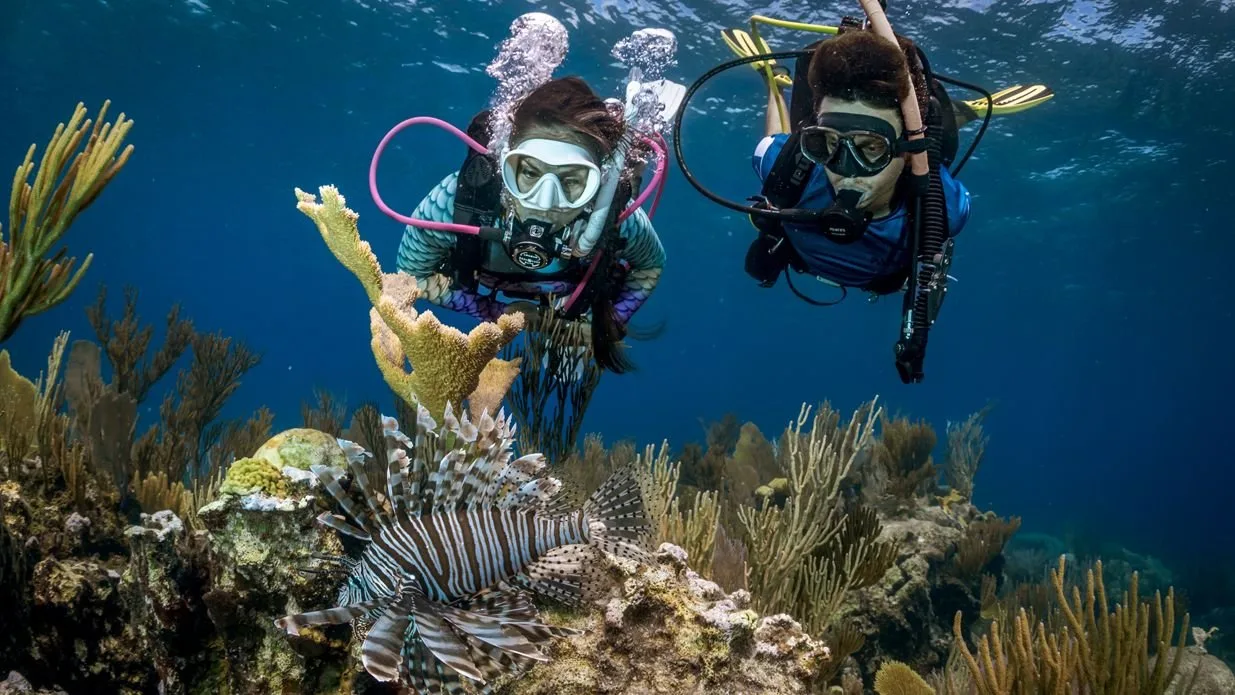 a couple of scuba divers underwater looking at a lionfish which is in the foreground. Immediately below them is the sea bed of hard and soft corals