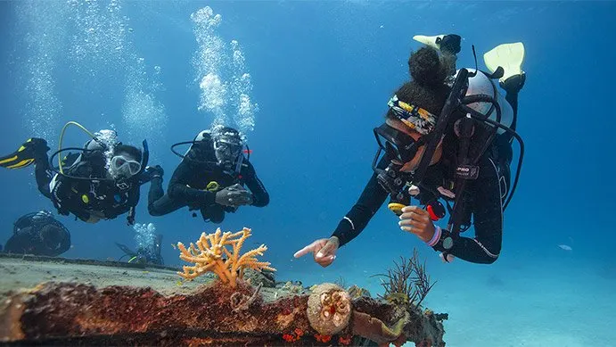 a group of scuba divers in the water. the water is clear, it looks like they are near a shipwreck. there are 5 divers in the group. the dive leader is pointing at a hard branching coral