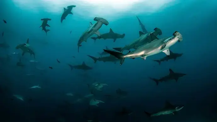 a group of hammerhead sharks swimming in the water