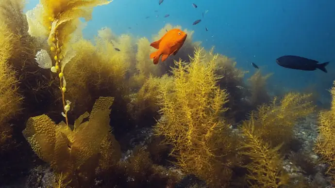 an underwater reef scene of various aquatic plants, mostly shades of yellow and large orange damsel fish on the foreground and a dark blue wrasse swimming away in the background. The water is clear.
