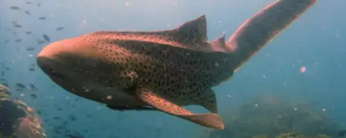a leopard shark, also commonly called a zebra shark, swimming in over a coral reef with school of fish in the background