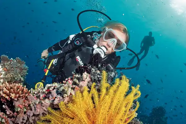 a female in clear water looks at a bright yellow chrinoid