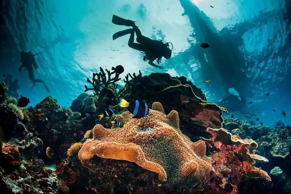 viewed from below an anemone with anemone fish, surrounded by hard corals, two divers descend from the surface where there is the silhouette of a dive boat