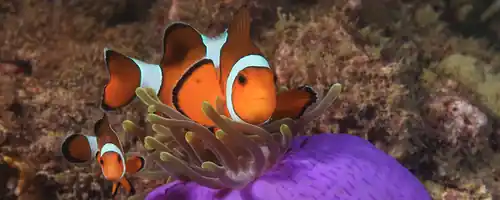 two clown fish hover above a purple anemone