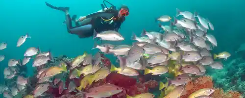 A school of snapper fish with a diver in the background