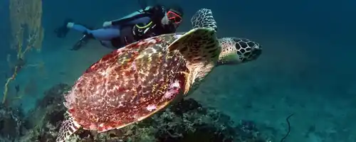 a turtle swims tracked by a diver in the background