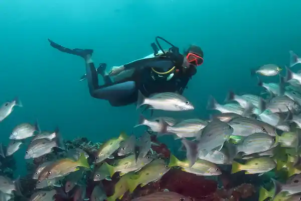 A diver swims past a school of many white and yellow snapper