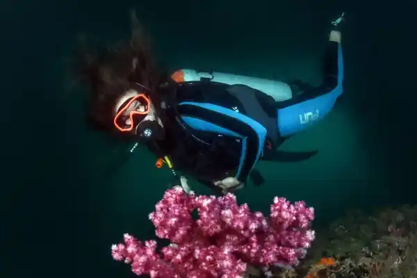 A scuba diver swims past a rocky outcrop topped with a large purple and white softcoral