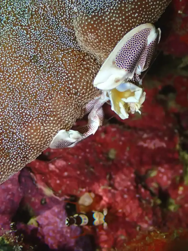 an anemone crab rests upside down on the edge of an anemone with a small ornate shrimp in the background