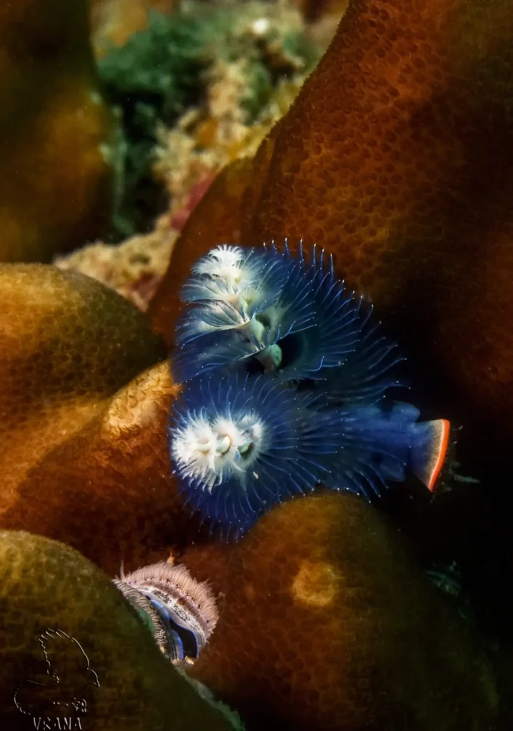 a pair of blue and white Christmas tree worms decoratively extend from a hard encrusting coral