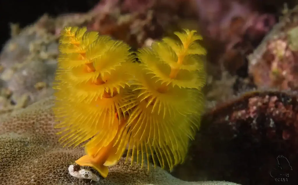 A yellow christmas tree worm