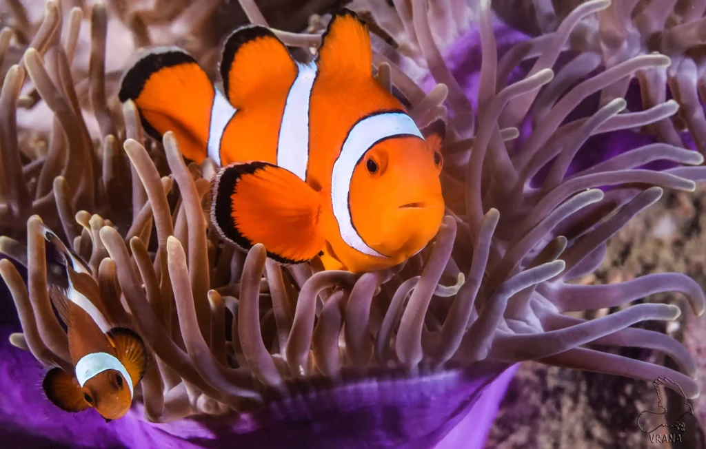 close up of an anemone fish and baby nestled in anemone tentacles