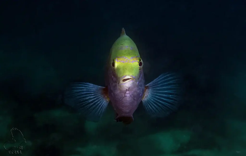 A damsel fish hovers facing the camera. The fishes face is illuminated against a dark background