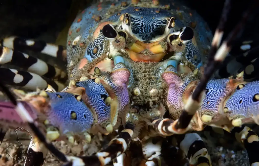 a close up of a colourful ornate lobster's face