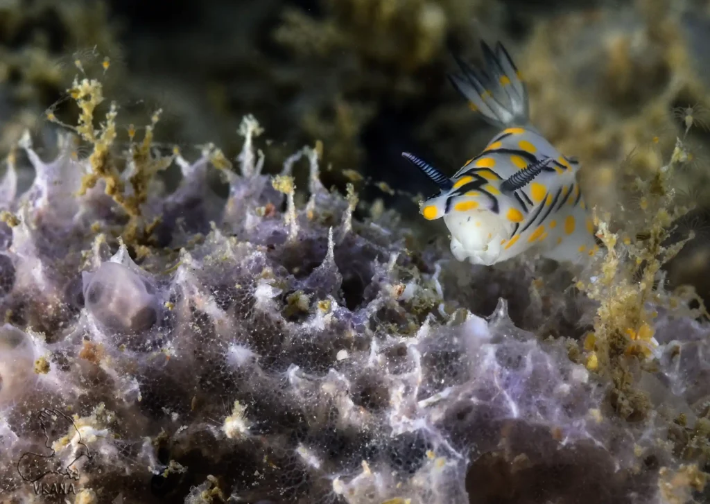 a white Nudibranch with black lines and yellow dots navigates hard corals