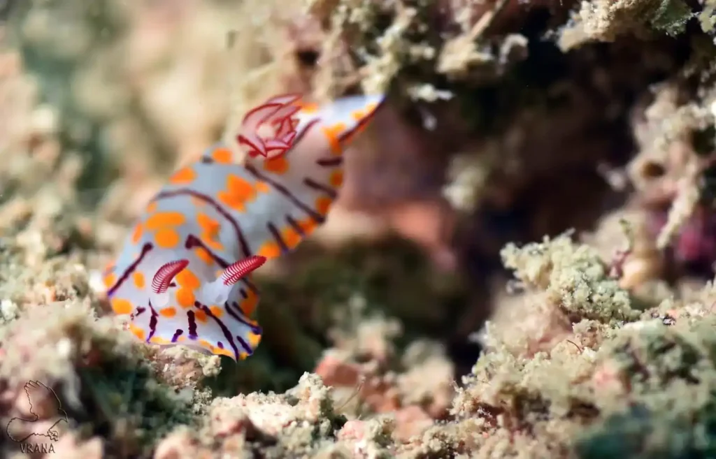 close up of a white Nudibranch with purple lines and orange dots