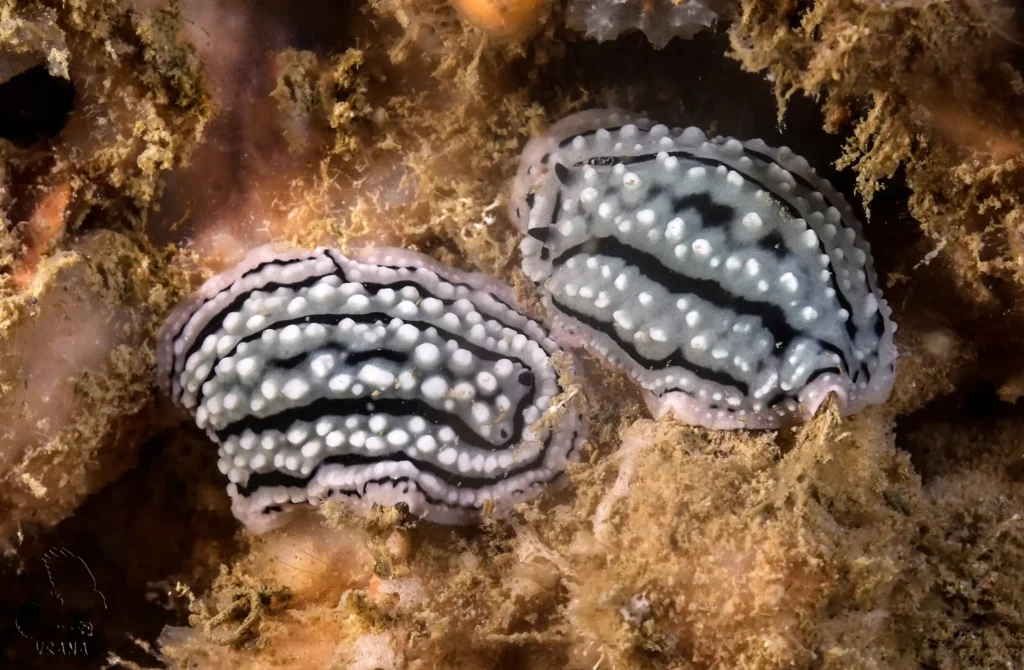 a pair of black and white Sea slugs