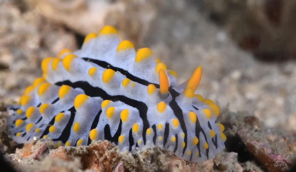 a white Sea slug with black lines and yellow tips on it warts