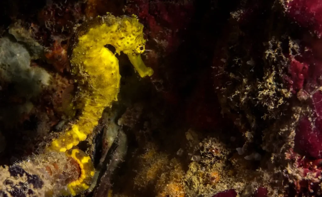 a yellow seahorse against a purple background