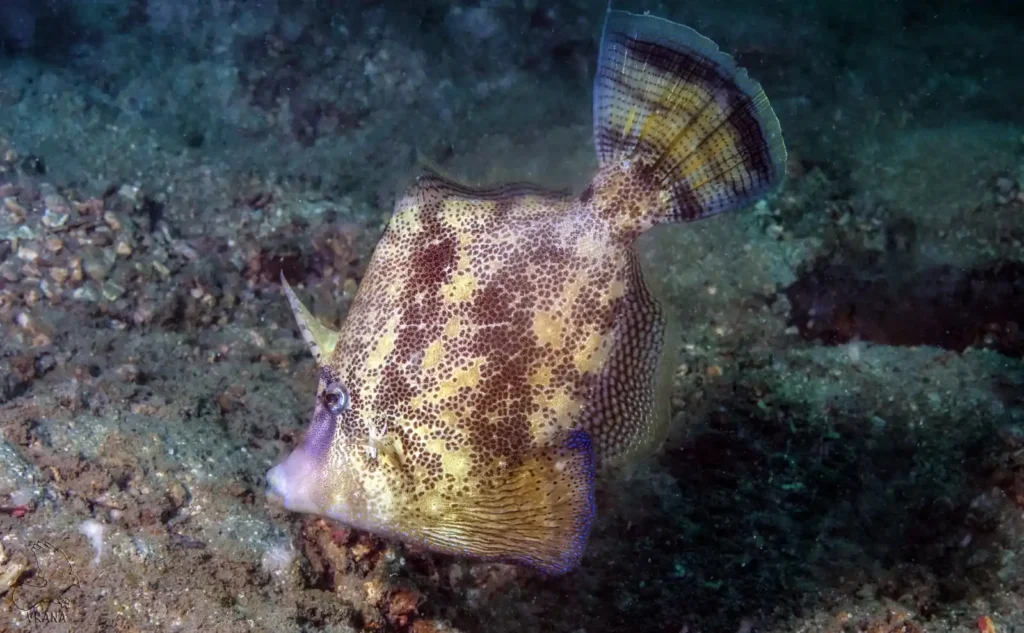 close up of a yellow Triggerfish close to the reef